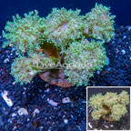 Frogspawn Coral Indonesia (click for more detail)
