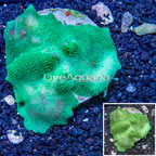 Rhodactis Mushroom Rock Indonesia (click for more detail)