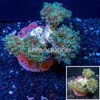 Frogspawn Coral Indonesia (click for more detail)