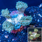 Frogspawn Coral Indonesia (click for more detail)
