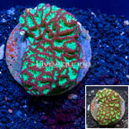 Blastomussa Coral Indonesia (click for more detail)