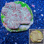 Goniastrea Brain Coral Indonesia (click for more detail)