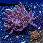 Sinularia Leather Coral Indonesia (click for more detail)
