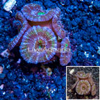 LiveAquaria® Cultured Acan Lord Coral (click for more detail)