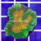 USA Cultured Space Invader Pectinia Coral (click for more detail)