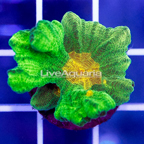 USA Cultured Space Invader Pectinia Coral (click for more detail)