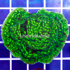 USA Cultured Hulk Leptoseris Coral (click for more detail)