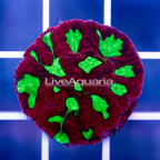 USA Cultured Red Dawn Favites Coral (click for more detail)