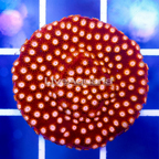 USA Cultured Peppermint Cyphastrea Frag (click for more detail)