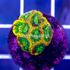 USA Cultured Yellow SubmarineFavia Brain Coral (click for more detail)