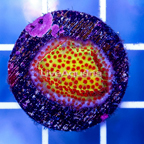 USA Cultured Burning Banana Stylocoeniella Coral (click for more detail)