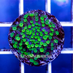 USA Cultured Alveopora Coral (click for more detail)