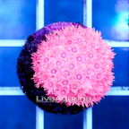 USA Cultured Pink Goniopora Coral (click for more detail)
