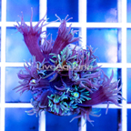 USA Cultured Goniopora Coral (click for more detail)
