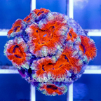 USA Cultured Acan Lord Coral (click for more detail)