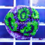 USA Cultured Acan Lord Coral (click for more detail)