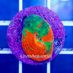 USA Cultured Bleeding Apple Acan Bowerbanki Coral (click for more detail)