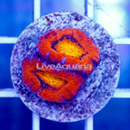USA Cultured Acan Lord Coral (click for more detail)