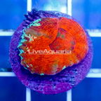 USA Cultured Acan Bowerbanki Coral (click for more detail)
