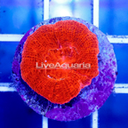 USA Cultured Acan Bowerbanki Coral (click for more detail)