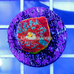 USA Cultured Ultra Chalice Coral (click for more detail)