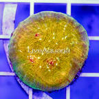 USA Cultured Ultra Chalice Coral (click for more detail)