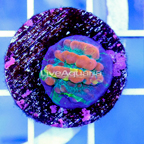 USA Cultured Bounce Chalice Coral (click for more detail)