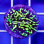 USA Cultured Ultra Chalice Coral (click for more detail)