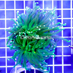 Green Torch Coral Indonesia (click for more detail)