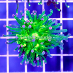 Green Torch Coral Indonesia (click for more detail)