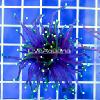 Black and Green Torch Coral Indonesia (click for more detail)