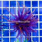 Black and Gold Torch Coral Indonesia (click for more detail)