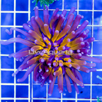 Gold Torch Coral Indonesia (click for more detail)