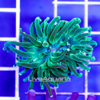 Torch Coral Indonesia (click for more detail)