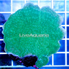 Scrolling Montipora Coral Indonesia (click for more detail)