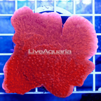 Scrolling Montipora Coral Indonesia (click for more detail)