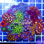 Zoanthus Coral Indonesia (click for more detail)