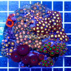 Zoanthus Coral Indonesia (click for more detail)