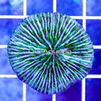 Short Tentacle Plate Coral Indonesia (click for more detail)