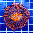 Short Tentacle Plate Coral Indonesia (click for more detail)