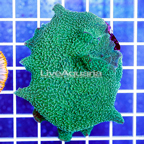 Rhodactis Elephant Ear Mushrooms Indonesia (click for more detail)