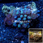 Zoanthus Coral Vietnam (click for more detail)