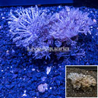 Xenia Coral Indonesia (click for more detail)