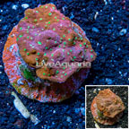 Ultra Chalice Coral Indonesia (click for more detail)