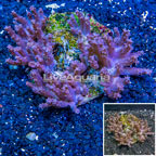 Tree Coral Indonesia (click for more detail)