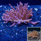 Tree Coral Indonesia (click for more detail)