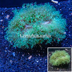 Frogspawn Coral Indonesia (click for more detail)