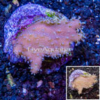 Devil's Hand Leather Coral Indonesia (click for more detail)