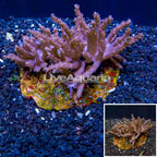 Tree Coral Indonesia (click for more detail)