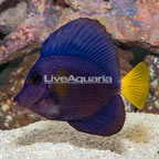 Purple Tang [Blemish] (click for more detail)